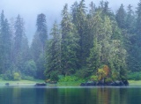 Misty temperate rain forest - Inside Passage, Alaska